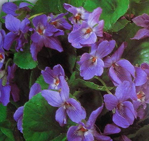 Portal Cool Viola odorata - Queen Charlotte (150 semillas) Perenne flor