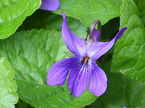 Portal Cool Viola odorata - Queen Charlotte (150 semillas) Perenne flor