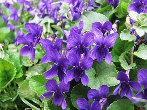 Portal Cool Viola odorata - Queen Charlotte (150 semillas) Perenne flor