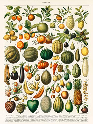 Póster de frutas botánicas vintage con impresión botánica de frutas, ilustración de frutas, arte de pared, arte de frutas, póster vintage del siglo XIX WBFRU-18, 30cm x 40cm