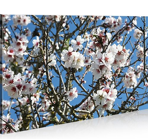 Quadro moderno Almendro en flor Mallorca Impresión sobre lienzo – Quadro X sillones salón cocina muebles oficina casa – Fotográfica Tamaño XXL