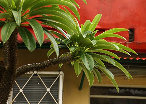 SAFLAX - Palma de Madagascar - 10 semillas - Con sustrato estéril para cultivo - Pachypodium lamerei