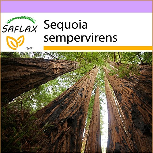 SAFLAX - Secuoya roja - 50 semillas - Sequoia sempervirens