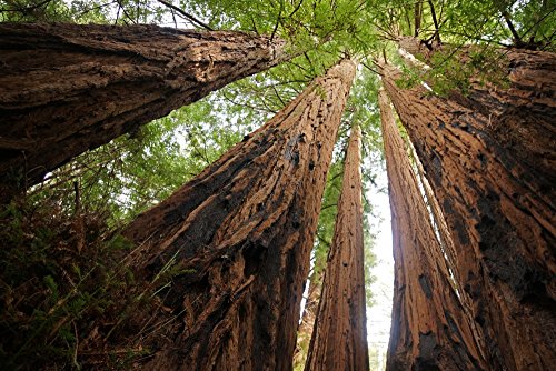 SAFLAX - Secuoya roja - 50 semillas - Sequoia sempervirens