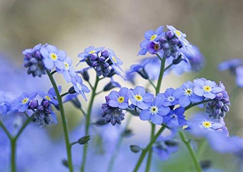 Semillas chinas Forget Me Not (Blue Cynoglossum amabile) sin OMG, para plantar en el jardín, hogar, balcón, patio, decoración de plantas, 50 semillas