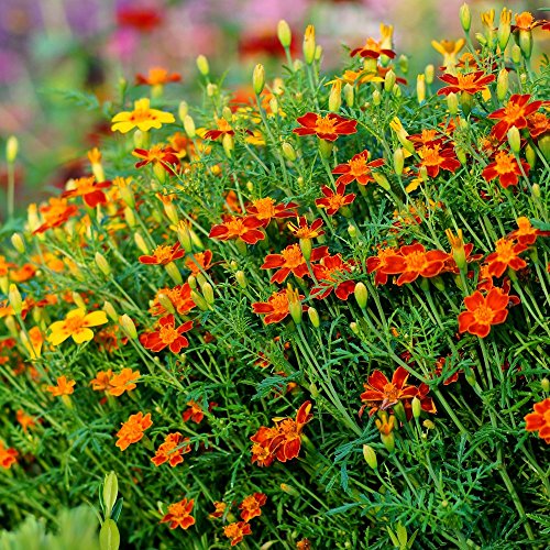 Semillas Marigold Red Gem - Tagetes tenuifolia - 390 semillas