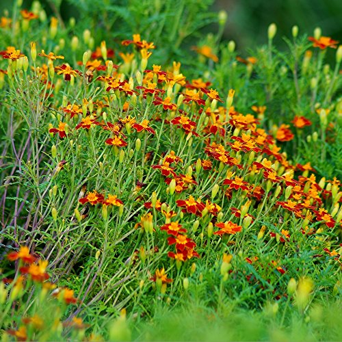 Semillas Marigold Red Gem - Tagetes tenuifolia - 390 semillas