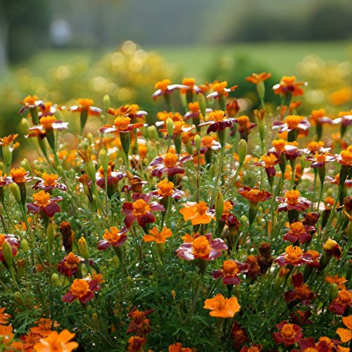 Semillas Marigold Red Gem - Tagetes tenuifolia - 390 semillas