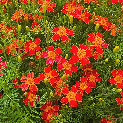 Semillas Marigold Red Gem - Tagetes tenuifolia - 390 semillas