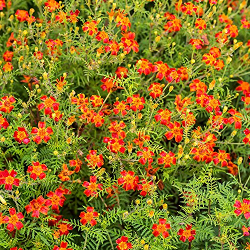 Semillas Marigold Red Gem - Tagetes tenuifolia - 390 semillas