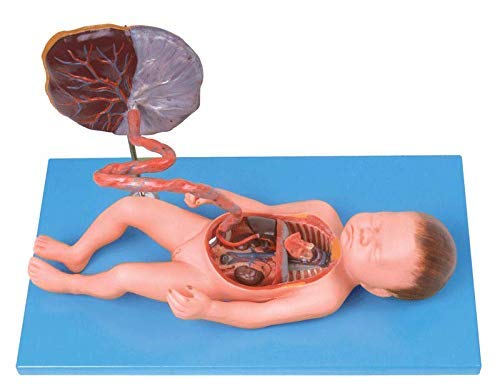 ZJHCC Modelo de Pelvis Femenina Parto, Modelo de Parto Cordón Umbilical placentario, Juego de demostración del Parto Incluye Modelos de Pelvis de bebé y cordón Umbilical de Placenta Desmontable.