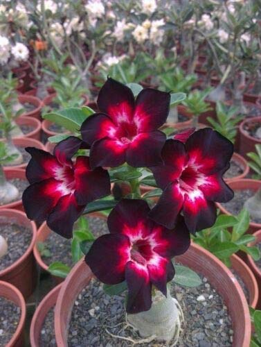 2 Semillas Raras Rosa Negro Desierto Blanco Rose obesum del adenium de flores perennes