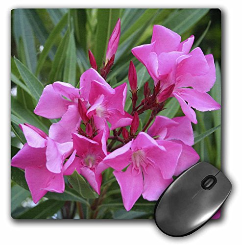 3dRose LLC 8 x 8 x 0.25 Inches Mouse Pad, adelfas, Rosa – Rosa, Flor, Árbol, adelfas, flor, planta Tropical, brotes (MP 46849 _ 1)