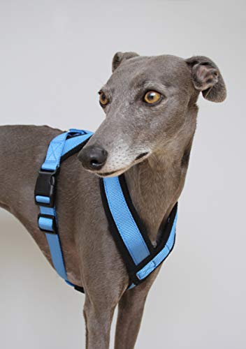 Arnés Azul en Forma de Y con Forro Polar y Correa Ajustable Whippets, Galgos Italianos, Lurchers, Galgos, Saluki, Sighthound