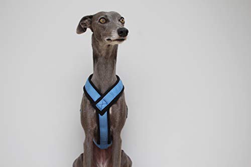 Arnés Azul en Forma de Y con Forro Polar y Correa Ajustable Whippets, Galgos Italianos, Lurchers, Galgos, Saluki, Sighthound