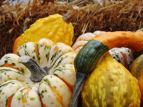 Calabaza ornamental mezclada semillas - Cucurbita pepo