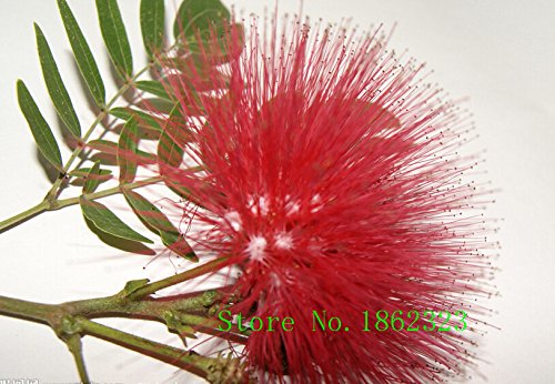 Caliente! 50 PC Semillas Albizia Julibrissin árbol de la flor china Encanto Semillas Bonsai plantas de jardín Precio al por mayor libre Shipp