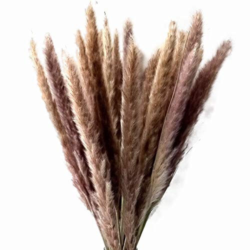 Caña seca de color primario natural, hierba de pampas pequeña, plumas secas, fragmitas comunes, para boda, hogar, oficina, cocina, decoración, 43 cm de alto