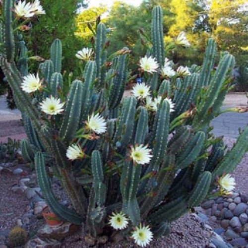 Cereus hildmannianus reina de la noche en flor de cactus semilla rara flor 50 semillas