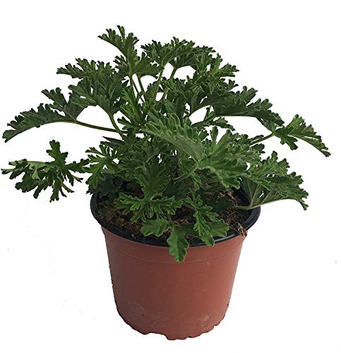 Citronella - PACK 2 unidades - Planta anti mosquitos - Maceta 15cm. - Pelargonium citrodorum/graveolens - planta aromática - planta viva - (envíos solo a península)