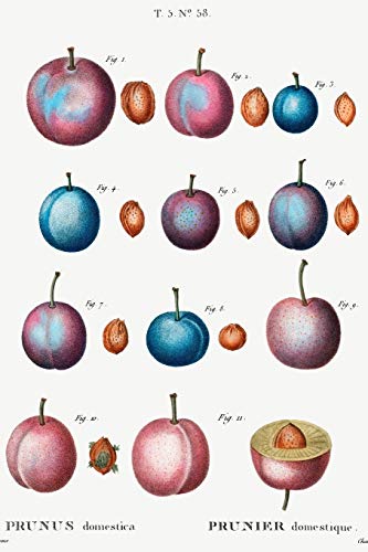 Designer Notizheft: liniert mit Motiv "Pflaume (Prunus domestica)" von Pierre-Joseph Redouté, Notebook, Schreibheft etwa A5 (15,3 x 22,9 cm) mit ... stilvolle Geschenkidee für Gartenliebhaber