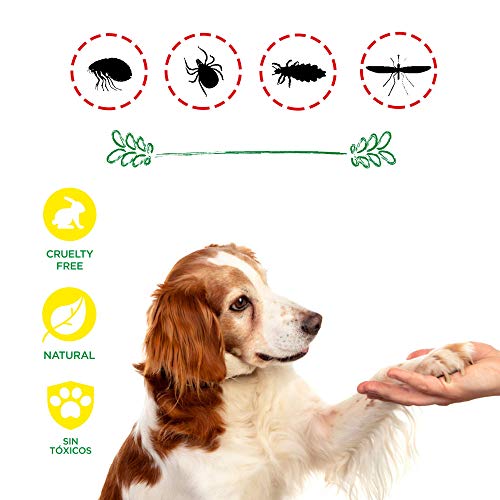 DISANE Pipetas Antiparasitarias para Perros 100% Naturales | 4 Uds | 4 Meses de Protección Contra Insectos y Parásitos: Pulgas, Garrapatas y Mosquitos | Antipulgas Sin Toxicidad para el Perro