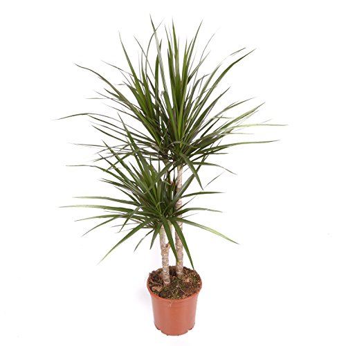 Dracaena Marginata - Maceta 17cm. - Altura aprox. 80cm - 2 Troncos - Planta viva - (Envío sólo a Península)