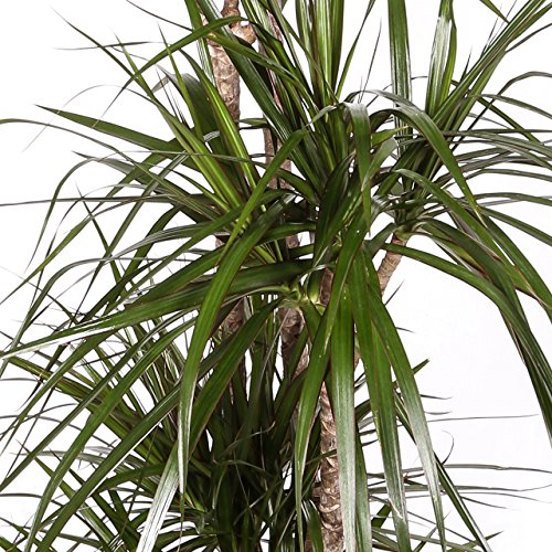 Dracaena Marginata - Maceta 17cm. - Altura aprox. 80cm - 2 Troncos - Planta viva - (Envío sólo a Península)