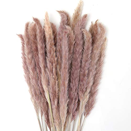 GoMaihe 30 Piezas Pampas Secas, 60 cm Flores Secas Naturales para Jarrones, Ramo Decoración Boho Decoracion Hogar Habitacion Salon Baño, Objetos Decoracion Modernos Boda Fotografía de Mesa