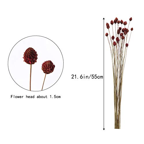 HUAESIN 30pcs Flores Secas Naturales Pequeñas Flor Seca Roja Ramillete Flores Artificiales Pino Seco Craspedia para Decoracion Jarrones Hogar Boda Manualidades Interior Cocina Mesa Cafeteria Fiesta