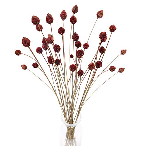 HUAESIN 30pcs Flores Secas Naturales Pequeñas Flor Seca Roja Ramillete Flores Artificiales Pino Seco Craspedia para Decoracion Jarrones Hogar Boda Manualidades Interior Cocina Mesa Cafeteria Fiesta