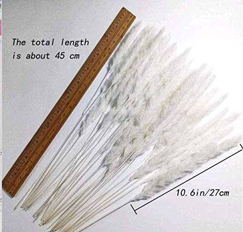 HUAESIN 30Pcs Pampas Secas Grass Flores Secas Naturales Blancos Pampas Phragmites Tallos Flores Secas Decoracion para Jarrones Hogar Mesa Fiesta Balcon Exteriores e Interiores