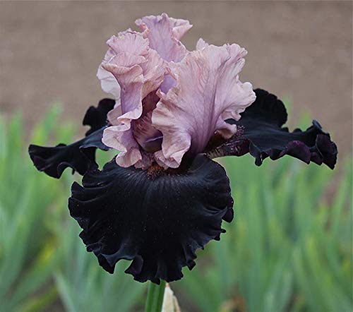 Iris Bulbos Exóticos Charm Especies Raras Ornamentales Perennes Fragantes Rizoma,3 Bombillas De Iris
