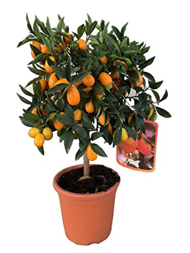 Kumquat enano árbol frutal PORTES GRATIS