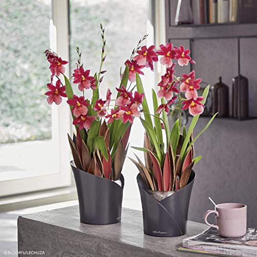 LECHUZA ORCHIDEA - Macetero de riego automático, pequeña Maceta para Interior sin Orificio de Drenaje con sustrato de Plantas, Resina de Poli D18 H19,5 cm, Pizarra Mate