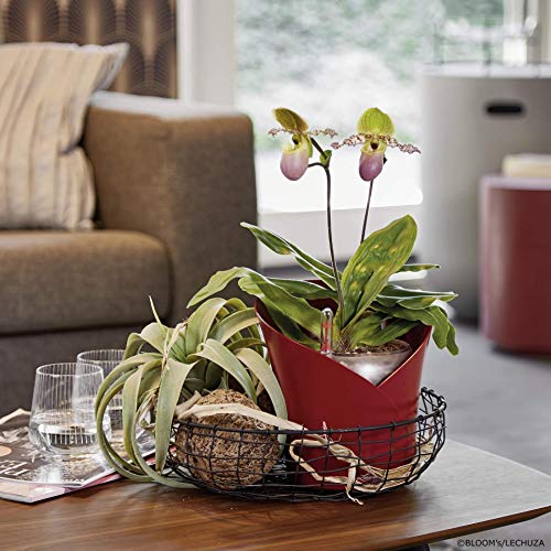 LECHUZA ORCHIDEA - Macetero de riego automático, pequeña Maceta para Interior sin Orificio de Drenaje con sustrato de Plantas, Resina de Poli D18 H19,5 cm, Pizarra Mate