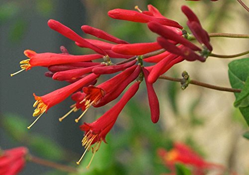 Lonicera sempervirens | Mayor Wheeler | Coral Madreselva | 10_Seeds