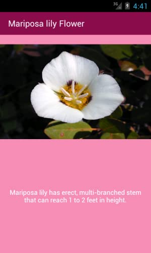 Mariposa lily Flower