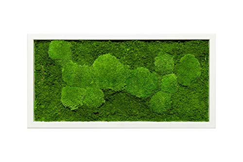 Moos Design imágenes Modernas Comprar, Imagen de Pared con Marco Blanco, Planta Foto única, Musgo imágenes (60x30 cm)