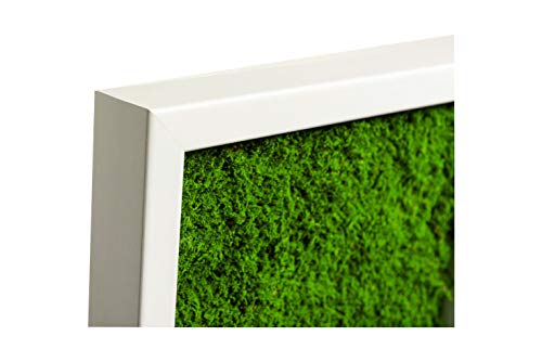 Moos Design imágenes Modernas Comprar, Imagen de Pared con Marco Blanco, Planta Foto única, Musgo imágenes (60x30 cm)