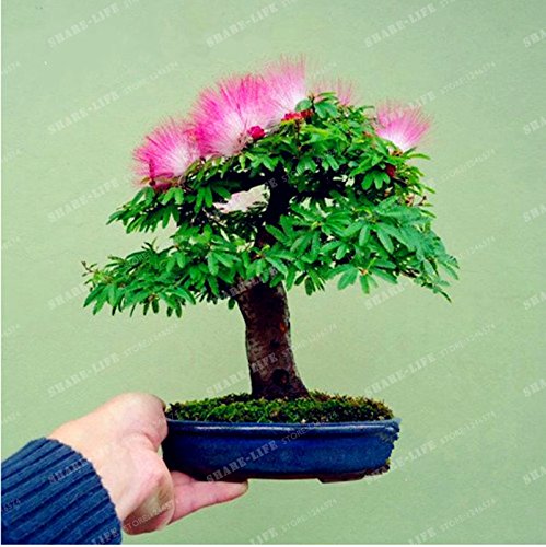 Perennes Semillas de flores (Albizia Albizia julibrissin) Semillas Bonsai árbol de flores ornamentales árbol y centro de 20Pcs / bolsa 2