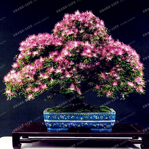 Perennes Semillas de flores (Albizia Albizia julibrissin) Semillas Bonsai árbol de flores ornamentales árbol y centro de 20Pcs / Bolsa