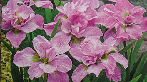 PLAT FIRM SEMILLAS DE GERMINACION: Â¡7 rizomas de Iris japonÃ©s, color rosa de flores, perennes!