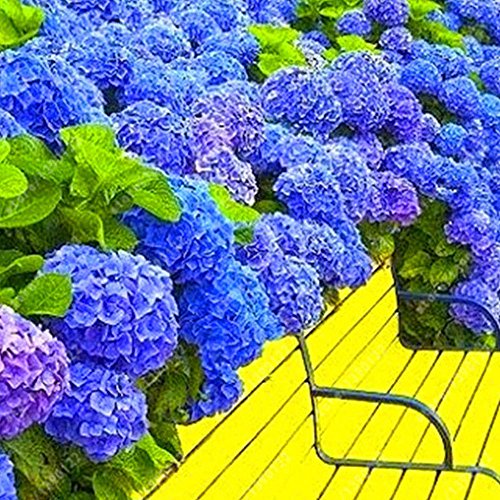 Rosepoem Hermosas semillas de hortensias La siembra es simple Flores románticas para el hogar y plantación de jardín Planta de flores Semillas raras 20 piezas