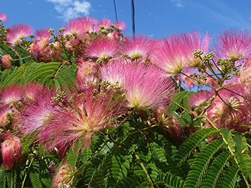 SAFLAX - Set regalo - Acacia de Constantinopla - 50 semillas - Con caja regalo/envío, etiqueta para envío, tarjeta de felicitación y sustrato de cultivo y fertilizante - Albizia julibrissin