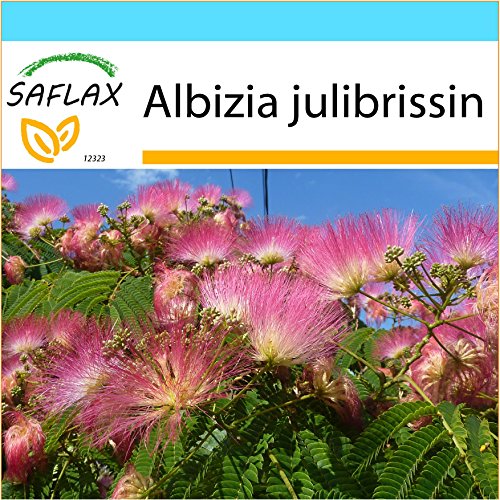 SAFLAX - Set regalo - Acacia de Constantinopla - 50 semillas - Con caja regalo/envío, etiqueta para envío, tarjeta de felicitación y sustrato de cultivo y fertilizante - Albizia julibrissin