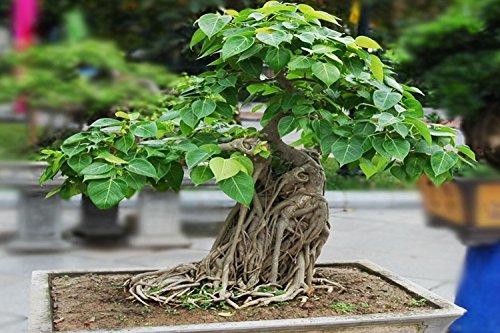 SAFLAX - Set regalo - Higuera sagrada - 100 semillas - Con caja regalo/envío, etiqueta para envío, tarjeta de felicitación y sustrato de cultivo y fertilizante - Ficus religiosa