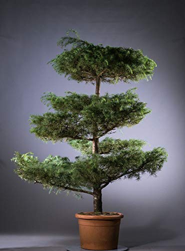 Semillas 10PCS sagrada japonesa Cedar Semillas Bonsai Árbol de la planta de interior casera de las semillas decoración del jardín Miniascape