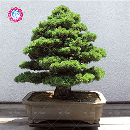 semillas deodara edrus Cedrus Deodara de coníferas semillas de árboles bonsai de interior Planta de luz azul Deodara Cedar semillas 10pcs / bag 1