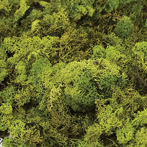 Smithers Oasis - Bolsa de 500g de Musgo Verde Oscuro Finlandés